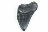 Partial, Fossil Megalodon Tooth - South Carolina #170603-1